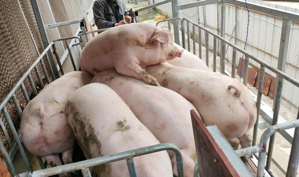 生猪失守“7元”大关创年内新低 养殖户感叹：“现在卖猪要吃‘速效救心丸’！”-ERP系统教程网