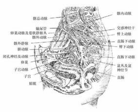 膀胱胱经堵的专业知识