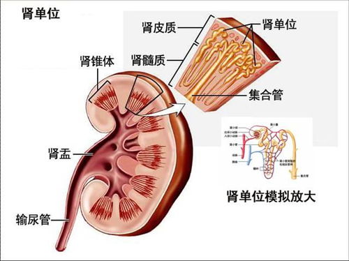 肾部专业知识讲解