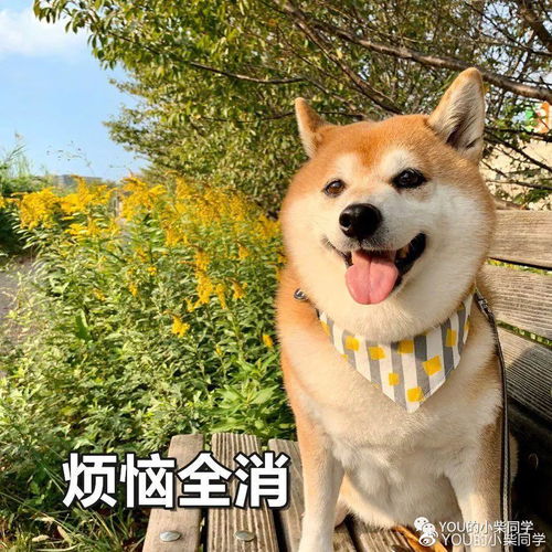 柴犬专业知识