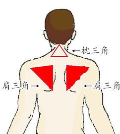 背部结构及专业知识